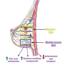 Efecto dieta mediterránea