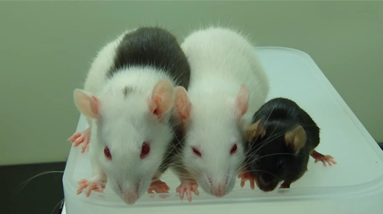 Ratas sometidas a bioelectrónica
