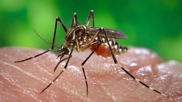Mosquiteras 'preventivas' evitan la transmisión de la malaria
