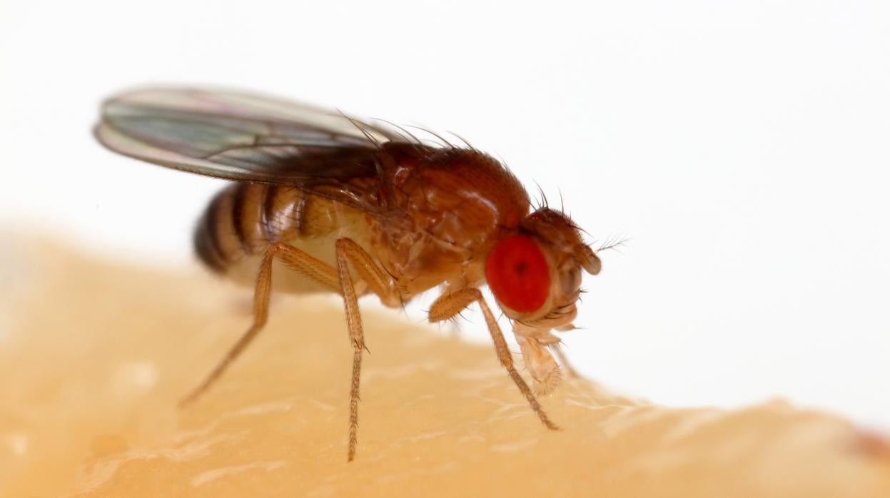 En un estudio de un modelo de mosca de la fruta de la enfermedad de Huntington, los investigadores encontraron que el jet lag protegía el cerebro de las moscas de la enfermedad.