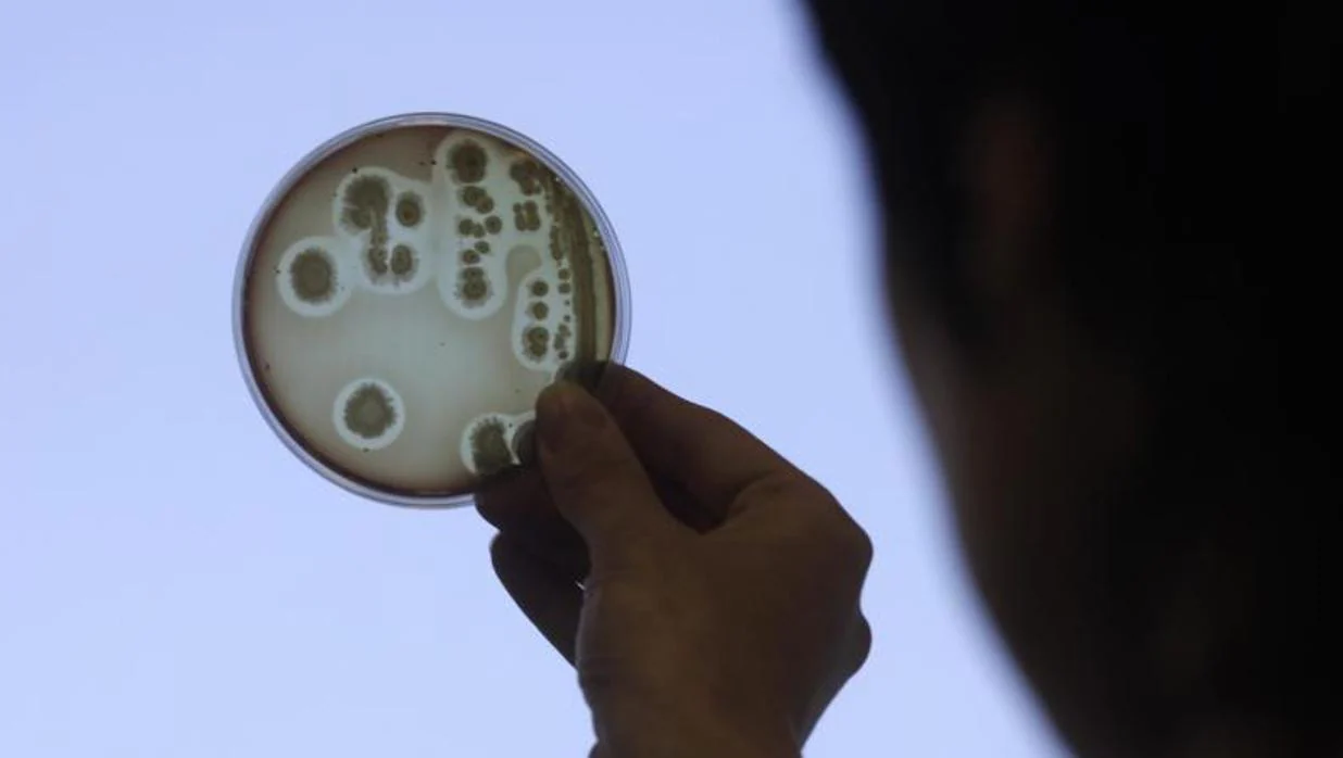 EE.UU. investiga un brote de E.coli en cinco estados