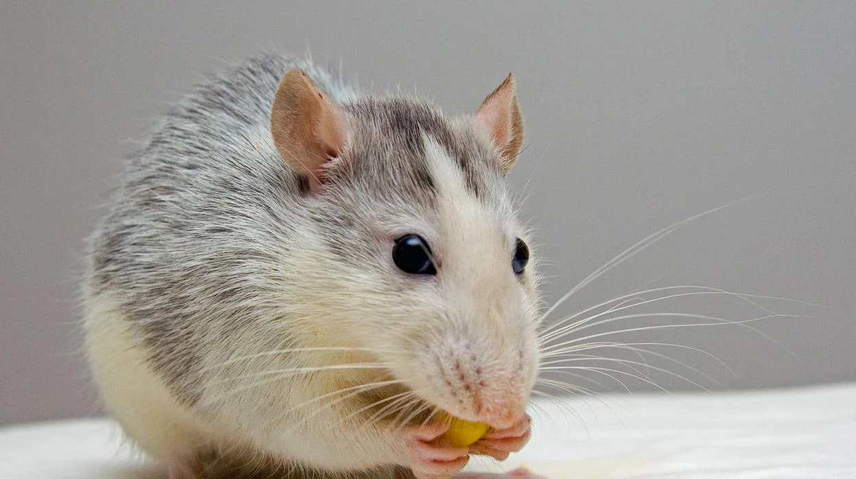 Un nuevo tratamiento remite el cáncer de vejiga en ratones