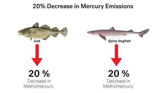 Una disminución del 20% en las emisiones, sin cambios en la temperatura del agua, disminuye los niveles de metilmercurio, tanto en el bacalao como en el emperador, de un 20%