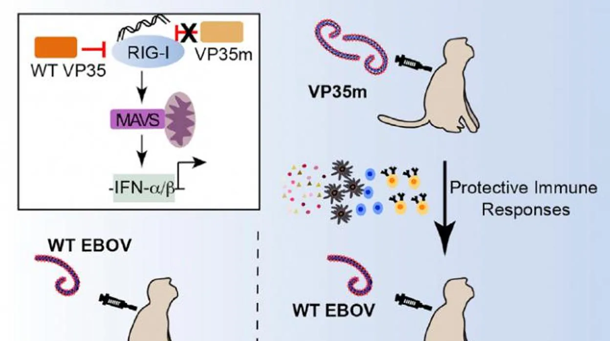 Científicos han inoculado el virus del Ébola con una mutación en una proteína llamada VP35 a monos que enfermaron y se volvieron inmunes