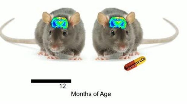 Rapamicina: el fármaco que previene el deterioro vascular cerebral relacionado con la edad