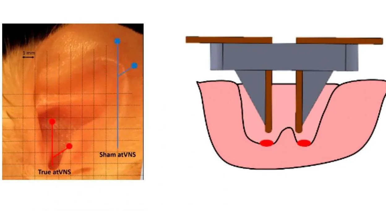 Sitios de electroestimulación en la aurícula del ratón y detalles sobre la posición de los electrodos.