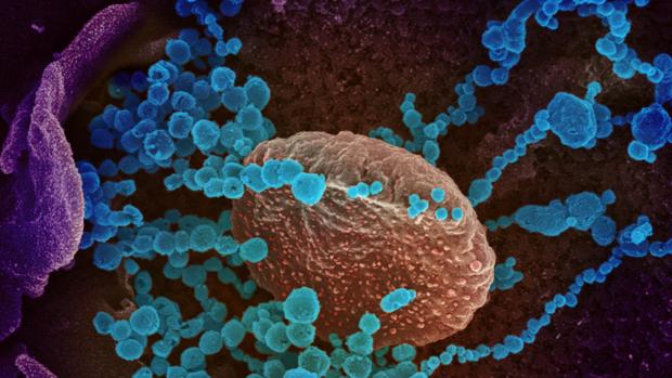 Coronavirus España en directo | Últimas noticias y datos del Covid-19