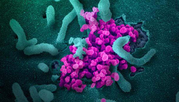 La ciencia necesita su tiempo para dar una respuesta al COVID-19