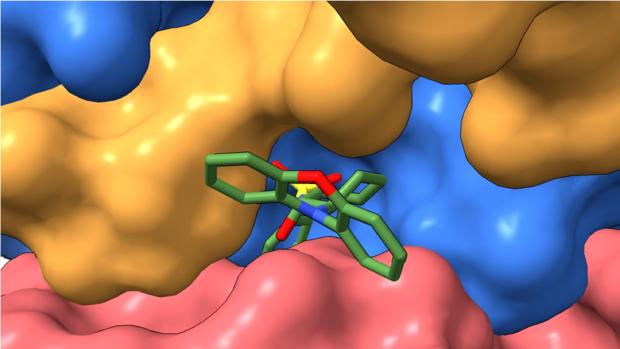 Activar el ‘stop’ del cáncer para matar las células cancerosas