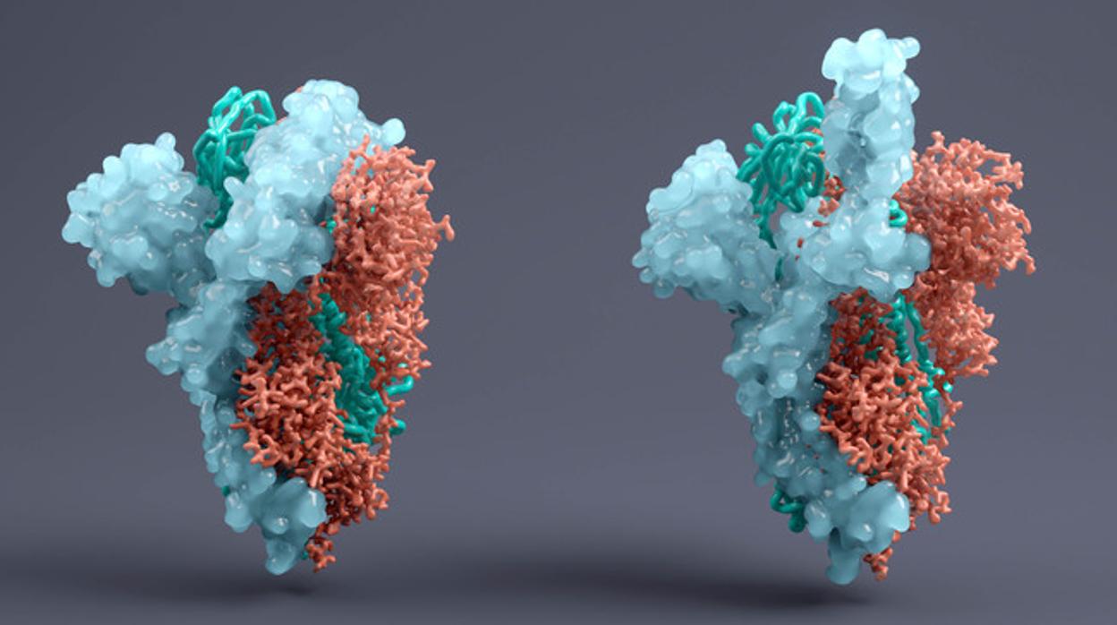 Proteiína espiga del coronavirus