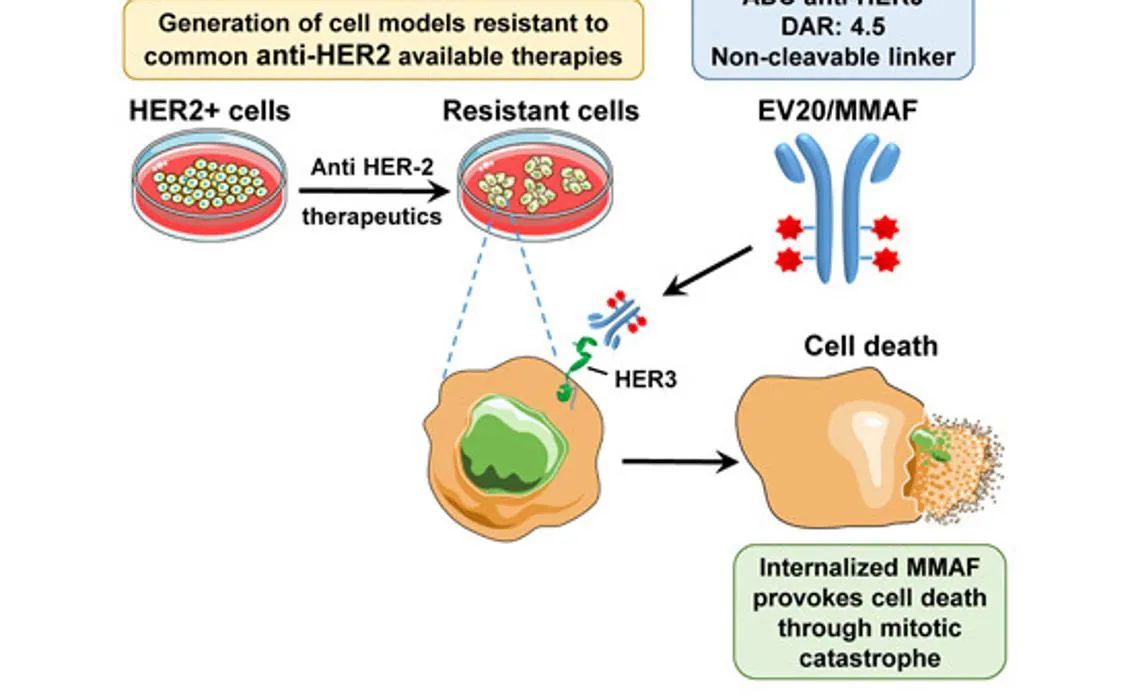 El estudio se ha realizado tanto en células tumorales humanas HER2+ en cultivo, como en animales. En estos animales inyectados con células de cáncer de mama HER2+, el fármaco EV20/MMAF fue capaz de ejercer un potente efecto antitumoral .
