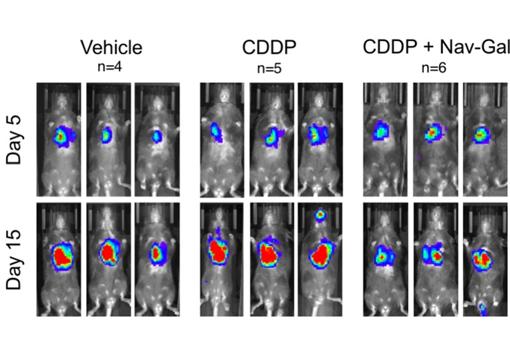 Se muestra como la pro-droga cura a los ratones. Cuanto menos color rojo hay, mas curado está el ratón.