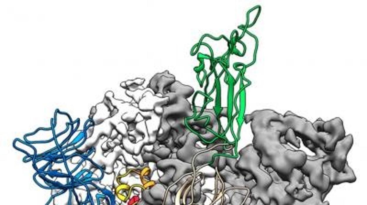 Proteína del coronavirus