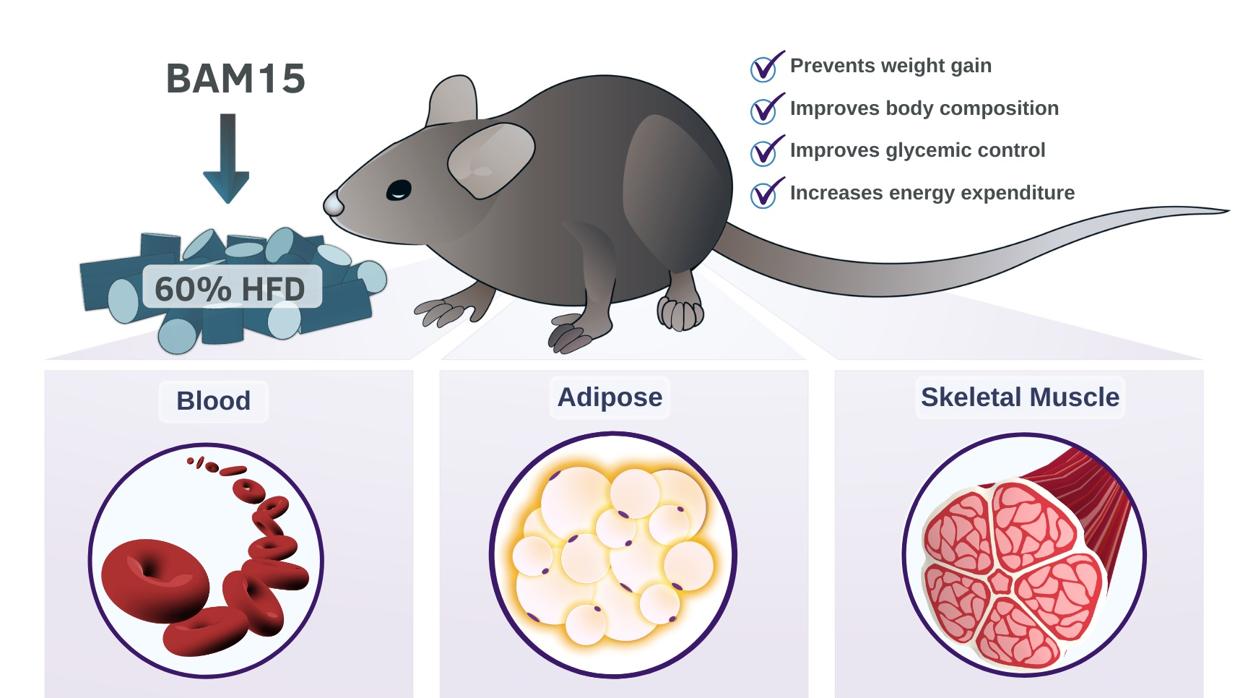 BAM15 previene el aumento de peso, la acumulación de grasa y reduce el azúcar en la sangre