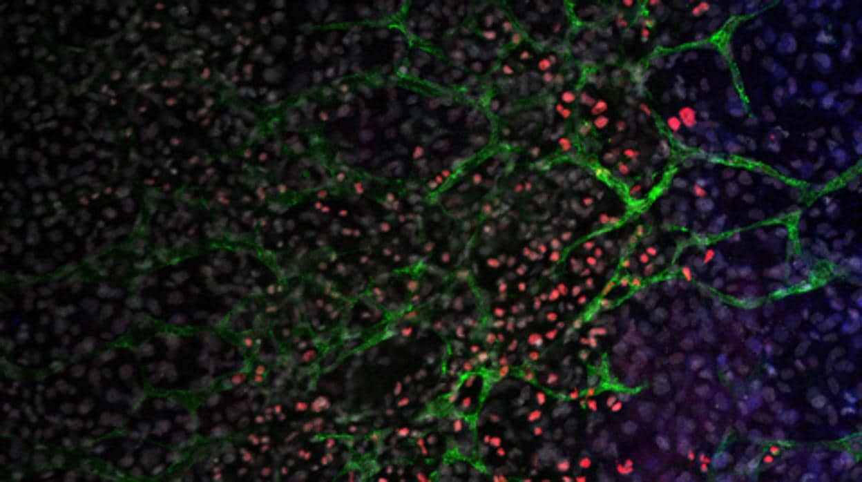 Cuerpo embrionario de ratón con múltiples tipos celulares (marcados en diferentes colores) generado en cultivo después de la expresión de miR-203 en células madre.