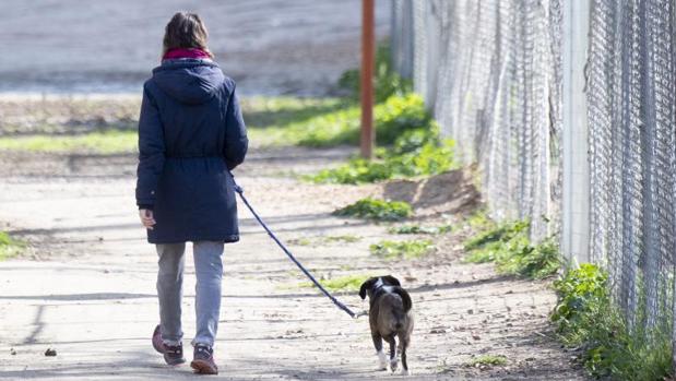 Vivir con un perro y la compra a domicilio, factores de riesgo para contraer el coronavirus durante el confinamiento, según un estudio