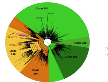 Una variante del SARS-CoV-2 más infectiva eliminó a sus rivales al inicio de la pandemia en España