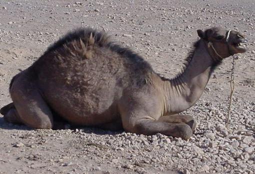 Los nanocuerpos, pequeños anticuerpos que se encuentran en animales como camellos y llamas