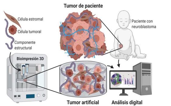 Métodos 3D para encontrar nuevas dianas terapéuticas contra el cáncer infantil