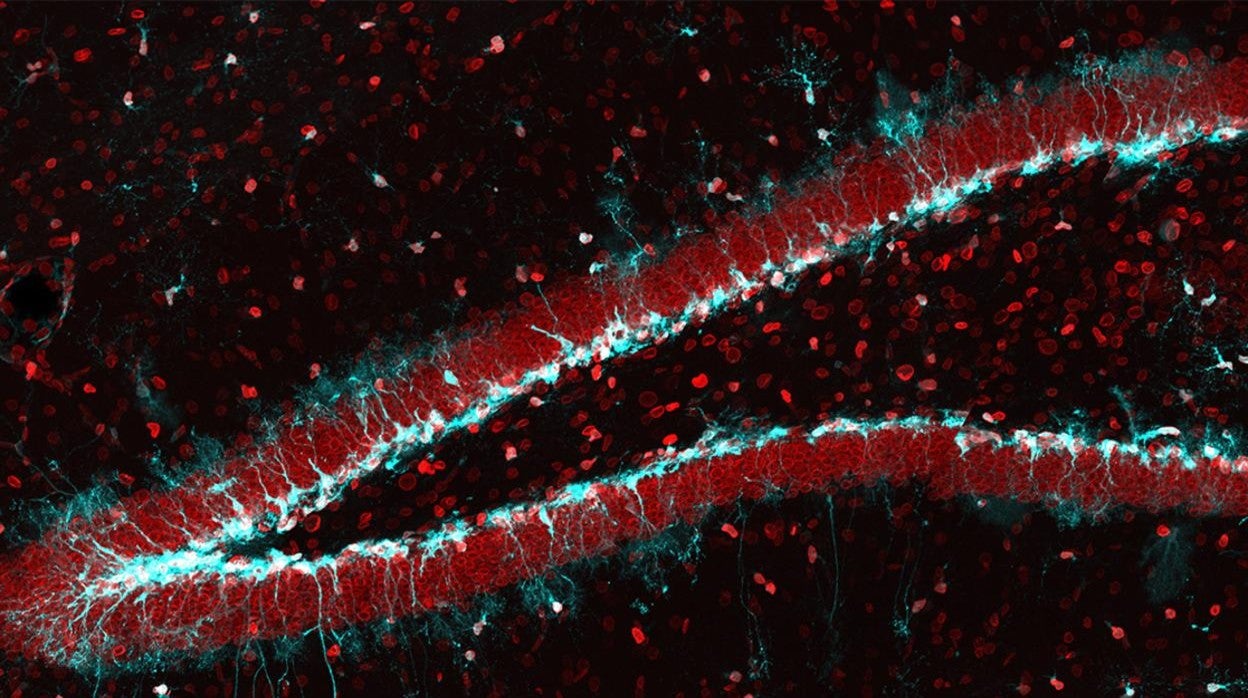 Células madre en el hipócampo del ratón (en azul): con el aumento de edad, su capacidad para formar nuevas neuronas disminuye a medida que la cantidad de proteína nuclear lamina b1 (en rojo).