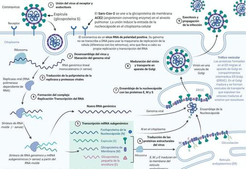 Esquema del ciclo de replicación del SARS-CoV-2. El primer paso es la entrada en la célula, gracias al reconocimiento de una proteína receptora por la espícula. El segundo paso es la utilización de la maquinaria celular para fabricar los ARN mensajeros, las proteínas y las copias del ARN genómico. Después, tiene lugar el ensamblaje de los nuevos virus y la salida de éstos de la célula infectada..