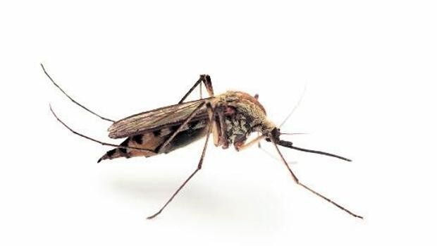 Recomendaciones para evitar la picadura del mosquito que transmite el virus del Nilo Occidental este verano