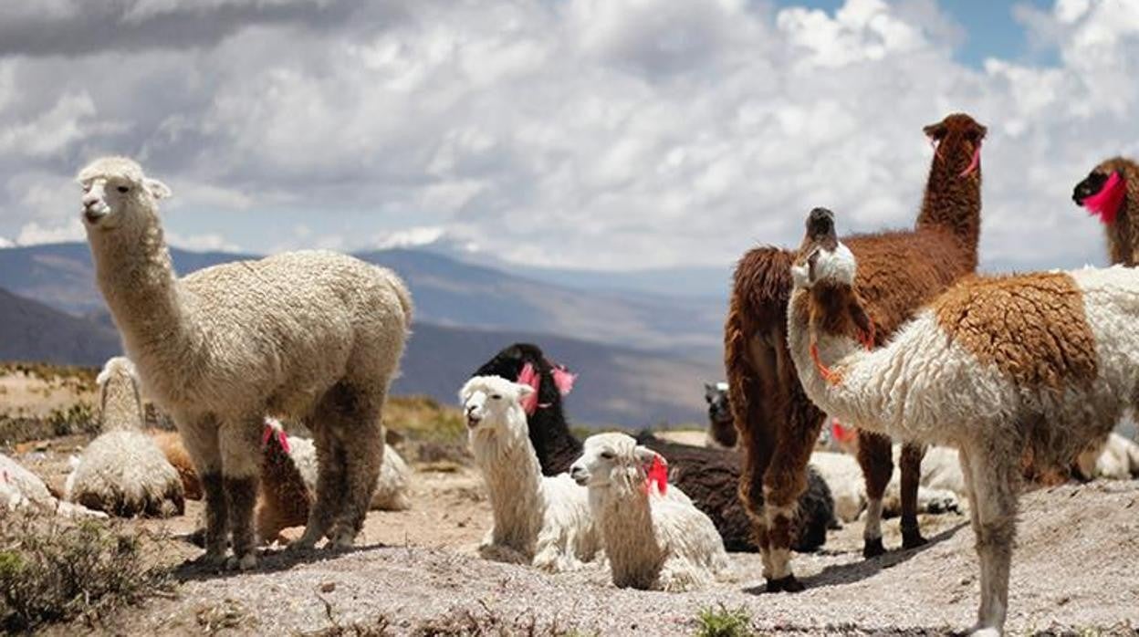 Los nanocuerpos se identificaron por primera vez en los camellos y existen en todos los camélidos, una familia de animales que también incluye dromedarios, llamas y alpacas