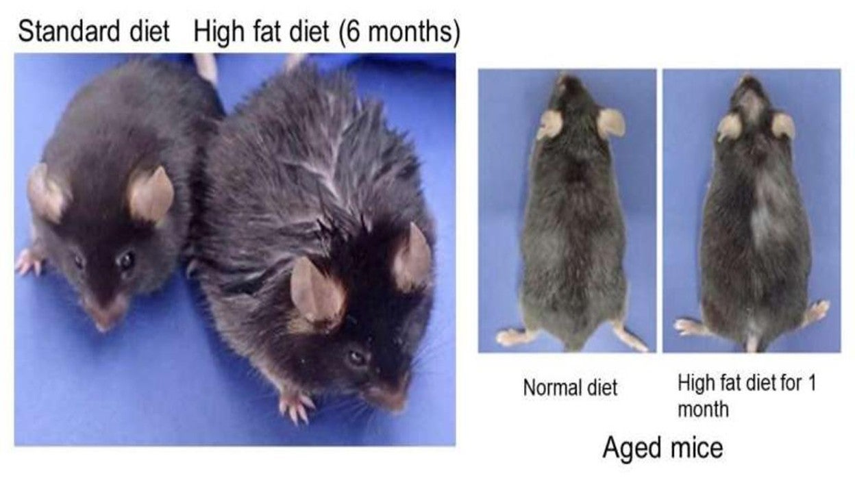 Aspecto de ratones alimentados con una dieta alta en grasas (derecha) y una dieta estándar (izquierda).