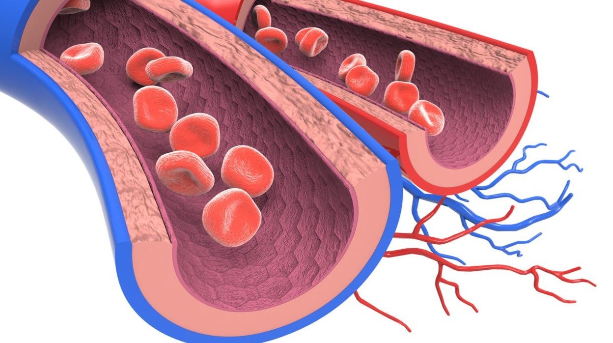 Lipoproteínas HDL presentes en la sangre