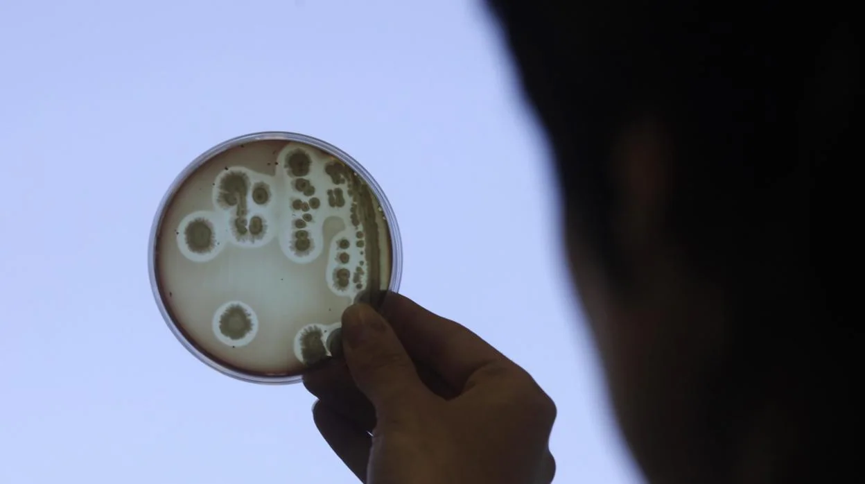 Superbacterias, la gran amenaza