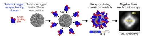 La supervacuna contra todas las variantes del SARS-CoV-2 y futuras amenazas