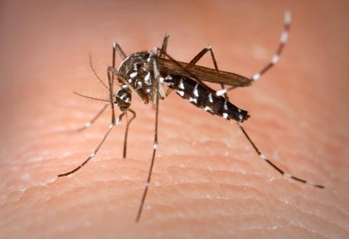 Hembra del mosquito Aedes albopictus alimentándose de sangre humana. Este mosquito tigre asiático es un vector del virus del Nilo Occidental que el pasado verano causó varias víctimas en el valle del Guadalquivir