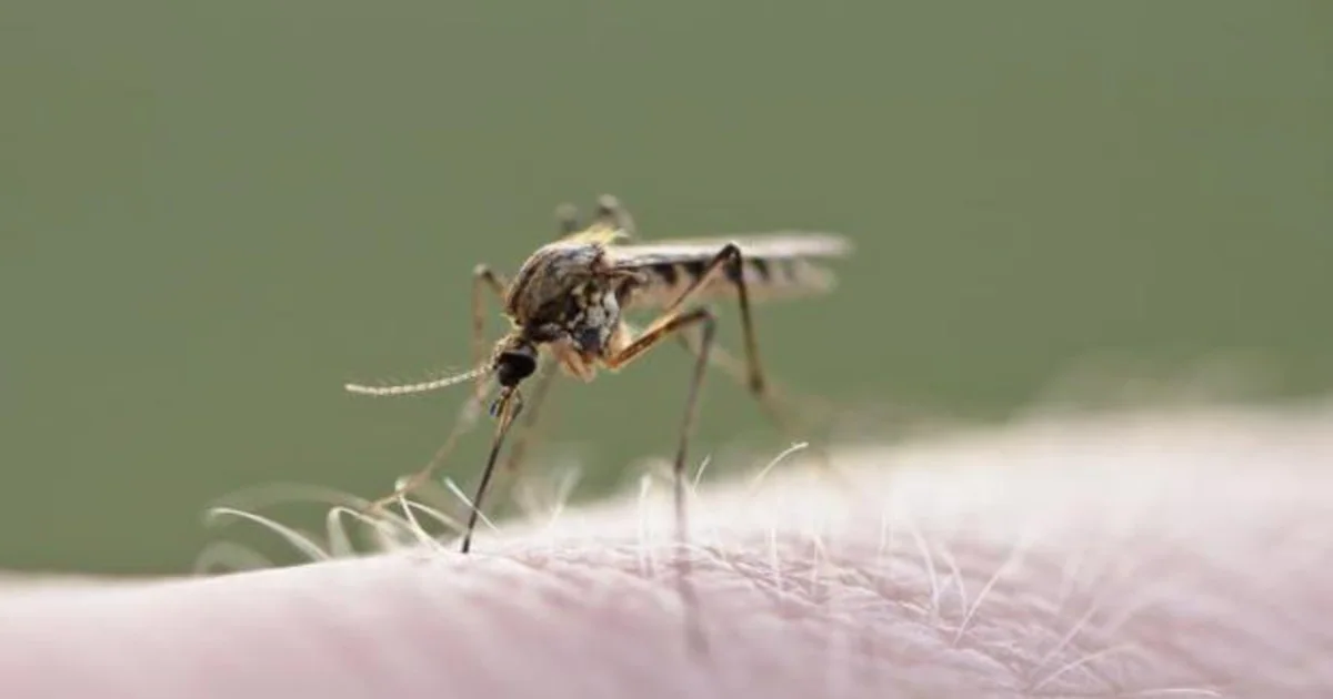 Los principales vectores del virus de la encefalitis japonesa son los mosquitos del género Culex