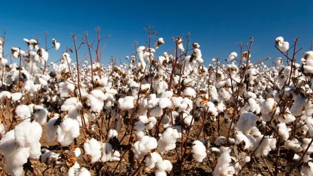 La planta del algodón podría ayudar a tratar un cáncer cerebral incurable