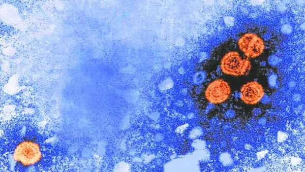 Los casos misteriosos de hepatitis ya tienen un sospechoso, el adenovirus