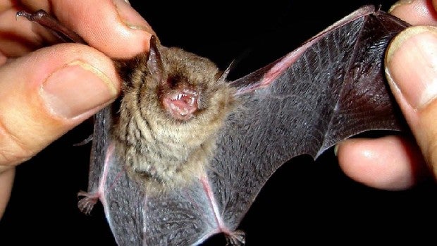 El cambio climático podría desencadenar la próxima pandemia