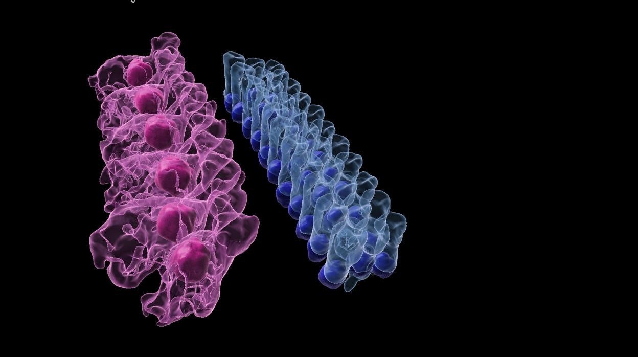 Células ciliadas internas (rosa) y externas (azul)