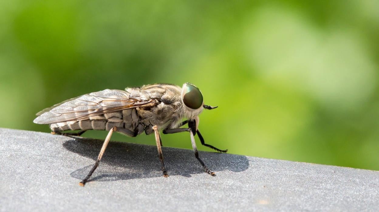 El aspecto de un tábano es parecido al de una mosca