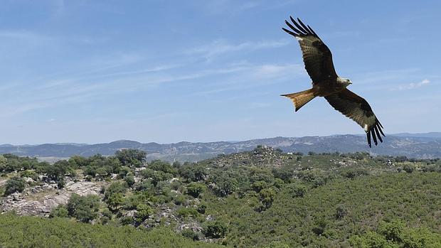 ¿Sabías que pueden avistarse 200 especies de aves en el parque natural de la Sierra Norte?