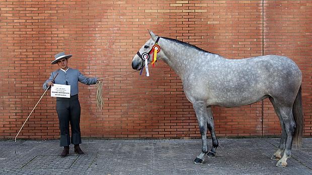 Los caballos con más premios