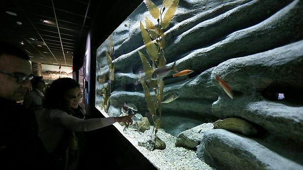 Uno de los nuevos tanques del Acuario de Sevilla