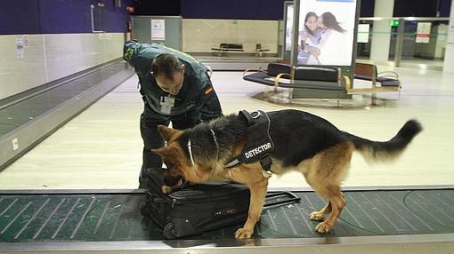 Un perro trabajando en la terminal del aeropuerto