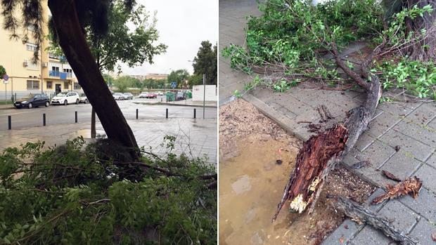 Ramas caídas en el Parque Alcosa tras las lluvias y el viento de los últimos días