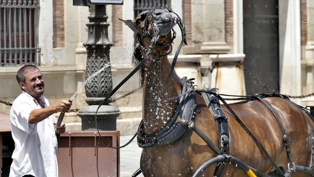 Un cochero refresca a un caballo con una mangera