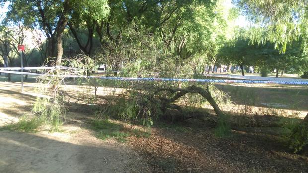 La rama del árbol que ha herido a una mujer en el parque Amate