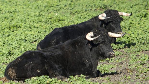 Los ganaderos acusados de estafa explotaban una finca con toros y vaquillas en Alicante