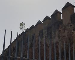 Uno de los árboles que crece en la muralla