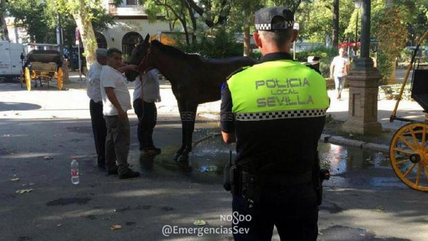 Los coches refrescan al caballo junto a la plaza de España