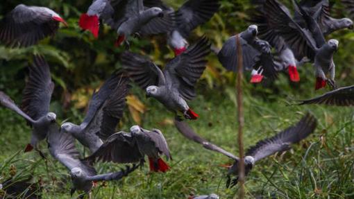 Los diez animales que triunfan en los hogares sevillanos