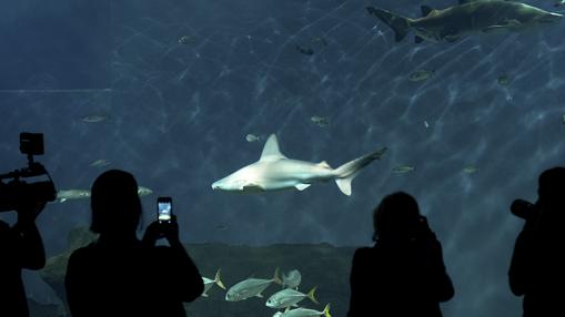 El acuario de Sevilla tiene más de 7.000 animales de 400 especies